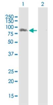 Western Blot: LRSAM1 Antibody [H00090678-D01P] - Analysis of LRSAM1 expression in transfected 293T cell line by LRSAM1 polyclonal antibody.Lane 1: LRSAM1 transfected lysate(83.60 KDa).Lane 2: Non-transfected lysate.