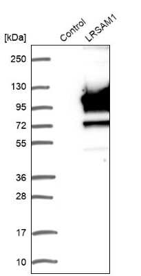 Western Blot: LRSAM1 Antibody [NBP1-82017] - Analysis in control (vector only transfected HEK293T lysate) and LRSAM1 over-expression lysate (Co-expressed with a C-terminal myc-DDK tag (3.1 kDa) in mammalian HEK293T cells).