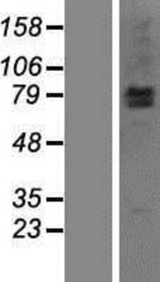 Western Blot: LRSAM1 Overexpression Lysate (Adult Normal) [NBP2-05663] Left-Empty vector transfected control cell lysate (HEK293 cell lysate); Right -Over-expression Lysate for LRSAM1.