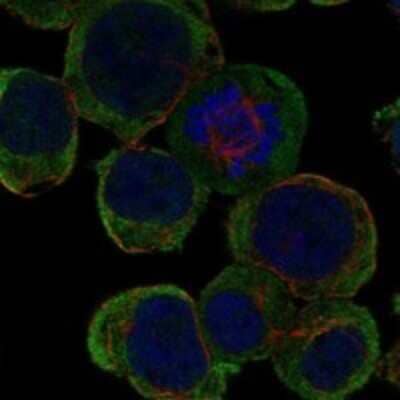 Immunocytochemistry/Immunofluorescence: LRTM2 Antibody [NBP3-17514] - Staining of human cell line HEL shows localization to cytosol.