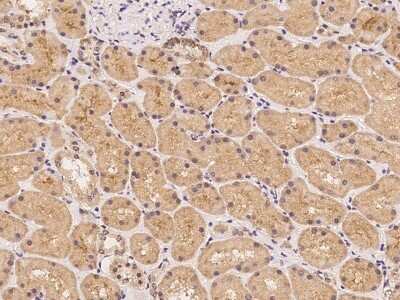 Immunohistochemistry: LRTM2 Antibody [NBP3-06292] - Immunochemical staining of human LRTM2 in human kidney with rabbit polyclonal antibody at 1:300 dilution, formalin-fixed paraffin embedded sections.