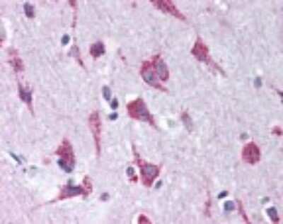 Immunohistochemistry-Paraffin: LSD1 Antibody [NB100-56496] - Analysis of human brain, cortex using this antibody at 10 ug/ml.