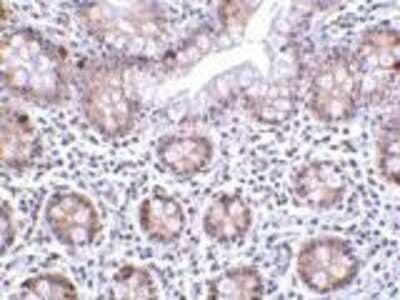 Immunohistochemistry-Paraffin: LSD1 Antibody [NBP1-76688] - Human small intestine tissue with LSD1 antibody at 2 ug/ml.