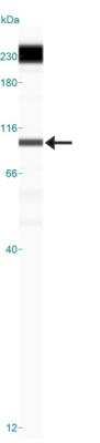 Simple Western: LSD1 Antibody [NB100-56496] - Shows a specific band for LSD1 in 0.5 mg/ml of HeLa lysate.  This experiment was performed under reducing conditions using the 12-230 kDa separation system.