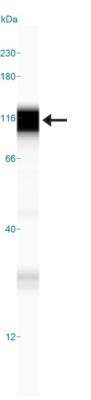 Simple Western: LSD1 Antibody [NBP2-24629] - Simple Western lane view shows a specific band for LSD1 in 0.5 mg/ml of Jurkat lysate.  This experiment was performed under reducing conditions using the 12-230 kDa separation system.  