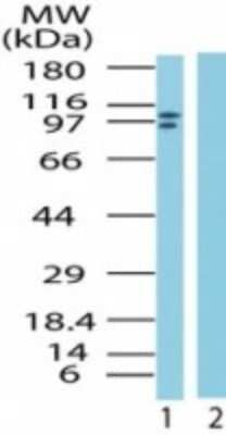 Western Blot: LSD1 Antibody [NB100-56496] - Analysis of LSD1 in Jurkat cell lysate in the 1) absence and 2) presence of immunizing peptide using this antibody.