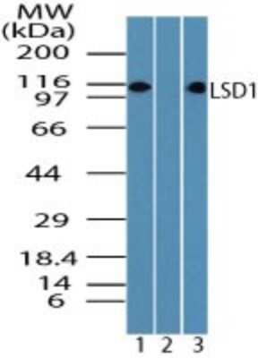 Western Blot: LSD1 Antibody [NBP2-24629] - Analysis of LSD1 in human Jurkat cell lysate in the 1) absence and 2) presence of immunizing peptide and 3)mouse 3T3 cell lysate using NBP2-24629 at 2.0 ug/ml.  Goat anti-rabbit Ig HRP secondary antibody and PicoTect ECL substrate solution were used for this test.