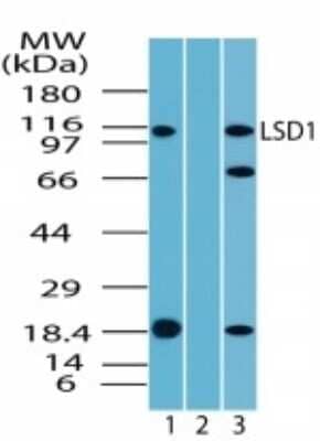 Western Blot: LSD1 Antibody [NBP2-24734] - Analysis of LSD1 in Jurkat cell lysate in the 1) absence, 2) presence of immunizing peptide and 3) NIH 3T3 lysate using NBP2-24734 at 2 ug/ml.