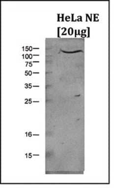 Western Blot: LSD1 Antibody [NBP3-18670] - Figure 1. Western blot analysis using the antibody directed against LSD1 Western blot was performed on nuclear extracts from HeLa cells (20 ug) using the antibody against LSD1 diluted 1:1,000 in TBS-Tween containing 5% skimmed milk. The molecular weight marker (in kDa) is shown on the left; the location of the protein of interest is indicated on the right.