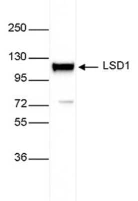 Western Blot: LSD1 Antibody [NBP3-18684] - Figure 4. Western blot analysis using the antibody directed against LSD1 Western blot was performed using nuclear extracts from HeLa cells (40 ug) and the antibody against LSD1 diluted 1:4,000 in TBS- Tween containing 5% skimmed milk. The molecular weight marker (in kDa) is shown on the left. The location of the protein of interest is indicated on the right.