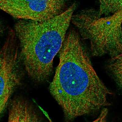 Immunocytochemistry/ Immunofluorescence LSG1 Antibody - BSA Free