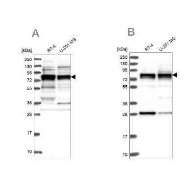 Western Blot LSG1 Antibody - BSA Free
