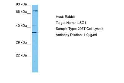 Western Blot: LSG1 Antibody [NBP2-87752] - Host: Rabbit. Target Name: LSG1. Sample Tissue: Human 293T Whole Cell lysates. Antibody Dilution: 1ug/ml
