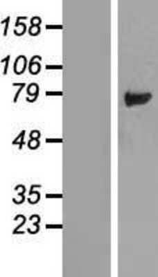 Western Blot: LSG1 Overexpression Lysate (Adult Normal) [NBL1-12719] Left-Empty vector transfected control cell lysate (HEK293 cell lysate); Right -Over-expression Lysate for LSG1.