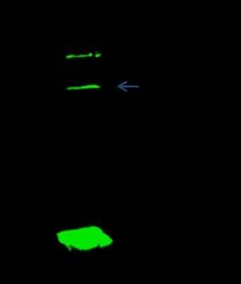 Immunoprecipitation: LSM1 Antibody [NBP3-00249] - LSM1 was immunoprecipitated using: Lane A: 0.5 mg K562 Whole Cell Lysate 2 ul anti-LSM1 rabbit polyclonal antibody and 15 ul of 50 % Protein G agarose. Primary antibody: Anti-LSM1 rabbit polyclonal antibody, at 1:200 dilution. Secondary antibody: Dylight 800-labeled antibody to rabbit IgG (H+L), at 1:5000 dilution. Developed using the Odyssey technique. Performed under reducing conditions. Predicted band size: 15 kDa. Observed band size: 15 kDa