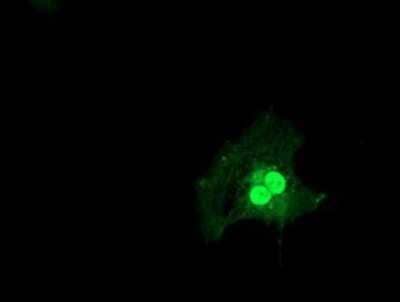 Flow Cytometry: LSM1 Antibody (OTI5C6) - Azide and BSA Free [NBP2-72547] - Staining of COS7 cells transiently transfected by pCMV6-ENTRY LSM1.