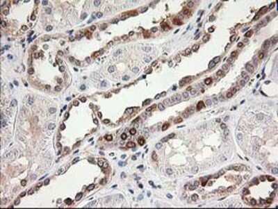 Immunohistochemistry: LSM1 Antibody (OTI5C6) - Azide and BSA Free [NBP2-72547] - Staining of paraffin-embedded Human Kidney tissue using anti-LSM1 mouse monoclonal antibody.