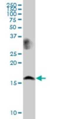 Western Blot: LSM1 Antibody [H00027257-B01P] - Analysis of LSM1 expression in K-562.