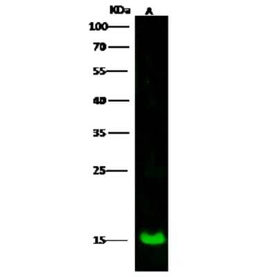 Western Blot: LSM1 Antibody [NBP3-00249] - Anti-LSM1 rabbit polyclonal antibody at 1:500 dilution. Lane A: K562 Whole Cell Lysate. Lysates/proteins at 30 ug per lane. Secondary Goat Anti-Rabbit IgG H&L (Dylight 800) at 1/10000 dilution. Developed using the Odyssey technique. Performed under reducing conditions. Predicted band size: 15 kDa. Observed band size: 15 kDa