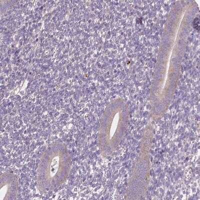 Immunohistochemistry-Paraffin LSM14B Antibody - BSA Free