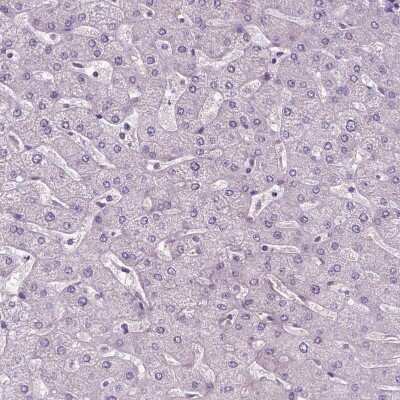 Immunohistochemistry-Paraffin LSM14B Antibody - BSA Free