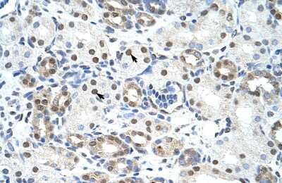 Immunohistochemistry-Paraffin: LSM2 Antibody [NBP1-57504] - Human kidney Tissue, antibody concentration 4-8ug/ml. Cells with positive label: renal corpuscle cells (indicated with arrows) 400X magnification.