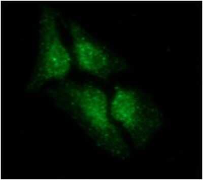 Immunocytochemistry/ Immunofluorescence LSM5 Antibody (25F8) - BSA Free