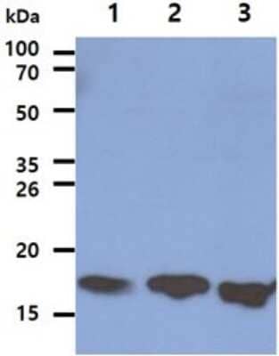 Western Blot LSM5 Antibody (25F8) - BSA Free