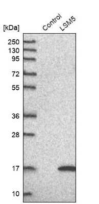 Western Blot: LSM5 Antibody [NBP1-92082] - Analysis in control (vector only transfected HEK293T lysate) and LSM5 over-expression lysate (Co-expressed with a C-terminal myc-DDK tag (3.1 kDa) in mammalian HEK293T cells).