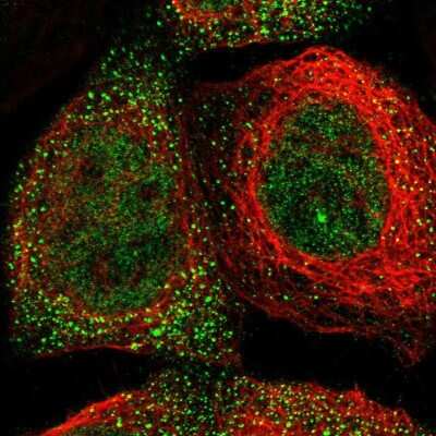 Immunocytochemistry/ Immunofluorescence LSM8 Antibody