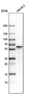 Western Blot: LSP1 Antibody [NBP1-86852] - Analysis in human cell line HDLM-2.