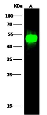 Western Blot: LSP1 Antibody [NBP3-00254] - Anti-S3-LSP1 rabbit polyclonal antibody at 1:500 dilution. Lane A: Daudi Whole Cell Lysate. Lysates/proteins at 30 ug per lane. Secondary Goat Anti-Rabbit IgG H&L (Dylight 800) at 1/10000 dilution. Developed using the Odyssey technique. Performed under reducing conditions. Predicted band size: 37 kDa. Observed band size: 50 kDa