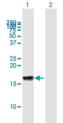 Western Blot: LST1 Antibody [H00007940-B01P] - Analysis of LST1 expression in transfected 293T cell line by LST1 polyclonal antibody.  Lane 1: LST1 transfected lysate(12.98 KDa). Lane 2: Non-transfected lysate.