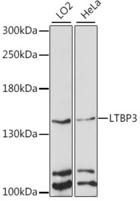 Western Blot: LTBP3 Antibody [NBP3-04372] - Analysis of extracts of various cell lines, using LTBP3 antibody at 1:1000 dilution. Secondary antibody: HRP Goat Anti-Rabbit IgG (H+L) at 1:10000 dilution. Lysates/proteins: 25ug per lane. Blocking buffer: 3% nonfat dry milk in TBST. Detection: ECL Enhanced Kit.