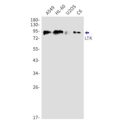 Western Blot: LTK Antibody (S02-8A4) [NBP3-19886] - Western blot detection of LTK in A549, HL-60, U2OS, C6 cell lysates using NBP3-19886 (1:1000 diluted). Predicted band size: 92kDa. Observed band size: 92kDa.