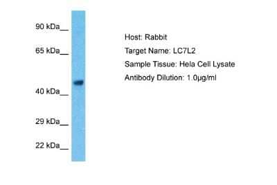 Western Blot LUC7L2 Antibody - BSA Free