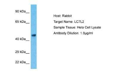 Western Blot: LUC7L2 Antibody [NBP2-37852] - Host: Rabbit. Target Name: LC7L2. Sample Type: Hela Whole Cell lysates. Antibody Dilution: 1.0ug/ml