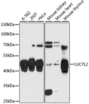 Western Blot: LUC7L2 Antibody [NBP3-04955] - Analysis of extracts of various cell lines, using LUC7L2 antibody at 1:3000 dilution. Secondary antibody: HRP Goat Anti-Rabbit IgG (H+L) at 1:10000 dilution. Lysates/proteins: 25ug per lane. Blocking buffer: 3% nonfat dry milk in TBST. Detection: ECL Enhanced Kit