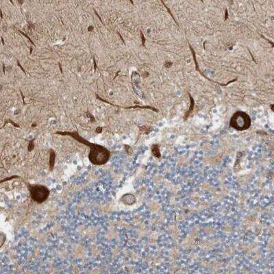 Immunohistochemistry-Paraffin: LUZP1 Antibody [NBP1-81281] - Staining of human cerebellum shows strong cytoplasmic positivity in Purkinje cells.
