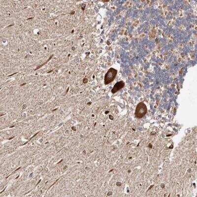 <b>Orthogonal Strategies Validation. </b>Immunohistochemistry-Paraffin: LUZP1 Antibody [NBP1-81282] - Staining of human cerebellum shows strong cytoplasmic positivity in Purkinje cells.