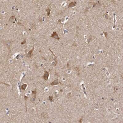 Immunohistochemistry-Paraffin: LUZP1 Antibody [NBP1-81282] - Staining of human cerebral cortex shows high expression.