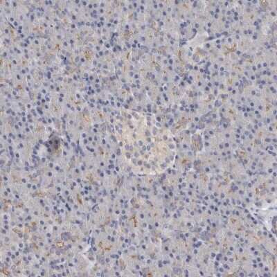 Immunohistochemistry-Paraffin: LUZP1 Antibody [NBP1-81282] - Staining of human pancreas shows low expression as expected.