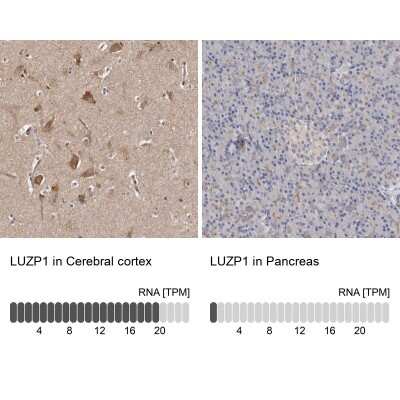 Immunohistochemistry-Paraffin: LUZP1 Antibody [NBP1-81282] - Staining in human cerebral cortex and pancreas tissues using anti-LUZP1 antibody. Corresponding LUZP1 RNA-seq data are presented for the same tissues.