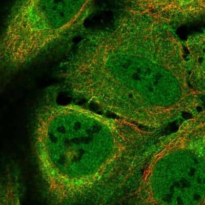 Immunocytochemistry/Immunofluorescence: LUZP2 Antibody [NBP2-58798] - Staining of human cell line U-2 OS shows localization to nucleoplasm, plasma membrane & cytosol. Antibody staining is shown in green.