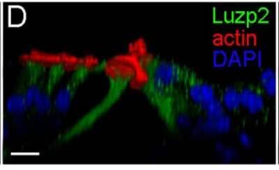 Immunocytochemistry/Immunofluorescence: LUZP2 Antibody [NBP2-58798] - Validation of expression of representative genes in pillar and Deiters' cells using q-PCR and immunocytochemistry. Images of confocal optical sectioning of the organ of Corti stained with 4 different antibodies against LUZP2. Bars represent 10 um. Image collected and cropped by CiteAb from the following publication (//www.frontiersin.org/article/10.3389/fnmol.2018.00356/full), licensed under a CC-BY license.
