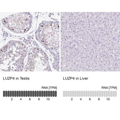 Immunohistochemistry-Paraffin: LUZP4 Antibody [NBP1-94093] - Analysis in human testis and liver tissues. Corresponding LUZP4 RNA-seq data are presented for the same tissues.