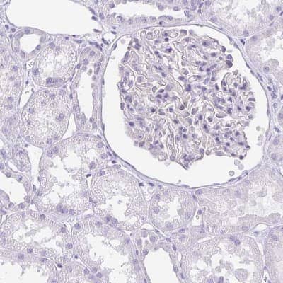 Immunohistochemistry-Paraffin: LUZP4 Antibody [NBP1-94093] - Staining of human kidney shows no positivity in cells in tubules as expected.