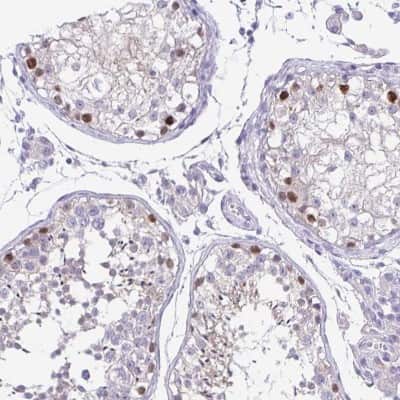 Immunohistochemistry-Paraffin: LUZP4 Antibody [NBP1-94093] - Staining of human testis shows moderate nuclear positivity in cells in seminiferous ducts.
