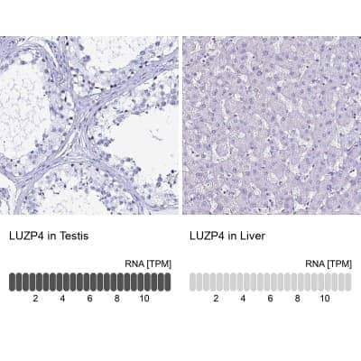 <b>Orthogonal Strategies Validation. </b>Immunohistochemistry-Paraffin: LUZP4 Antibody [NBP2-33634] - Analysis in human testis and liver tissues. Corresponding LUZP4 RNA-seq data are presented for the same tissues.