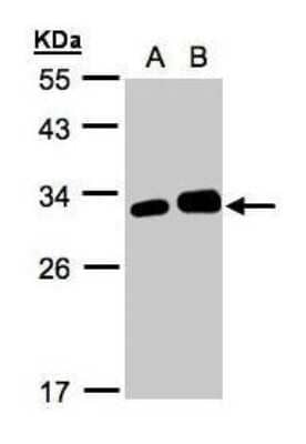 Western Blot: LXN Antibody [NBP1-32525] - (30 ug whole cell lysate) A: 293T B: HeLa S3 12% SDS PAGE; antibody diluted at 1:1000